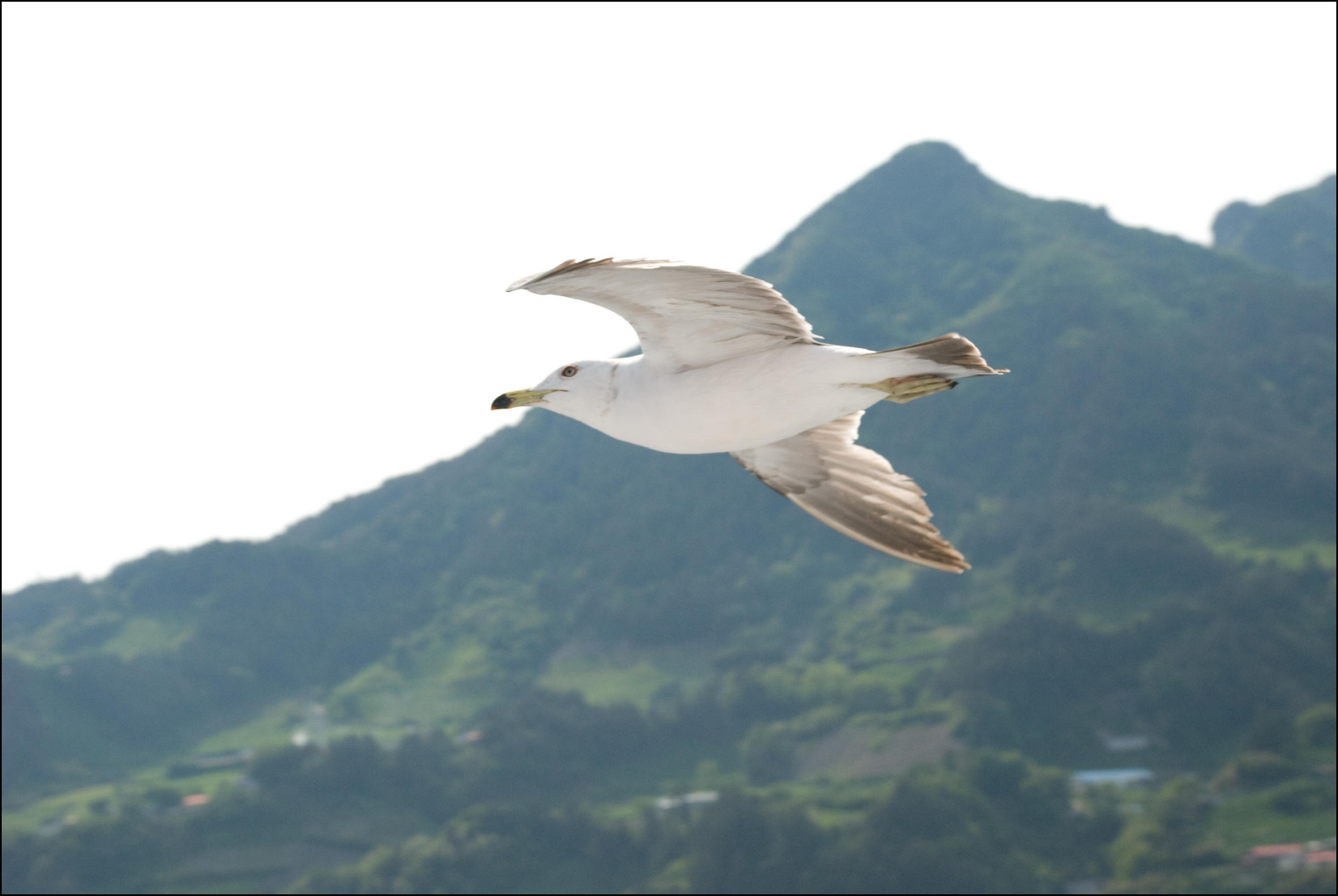 A persistent seagull cruises for handouts next to the boat whilst I tour Ulleungdo's shore