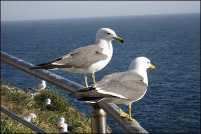 獨島 竹島 Dokdo seagulls on top of the East Islet